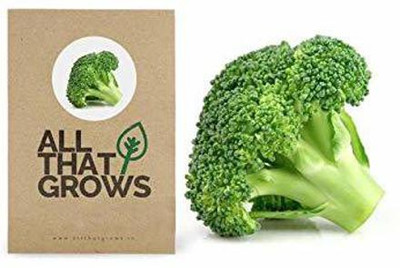 VibeX ™ XXL-89-Grows Broccoli Seeds, Non-GMO Broccoli Vegetable Seed(250 per packet)