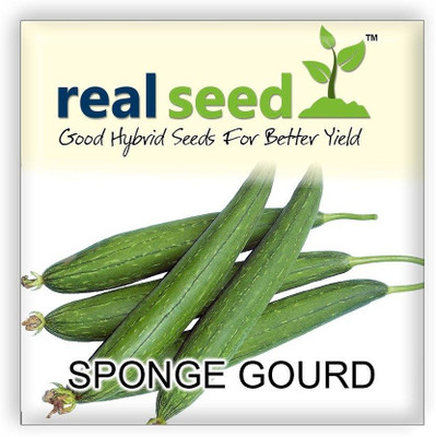 ActrovaX Sponge Gourd Hybrid Vegetable [100 Seeds] Seed(100 per packet)