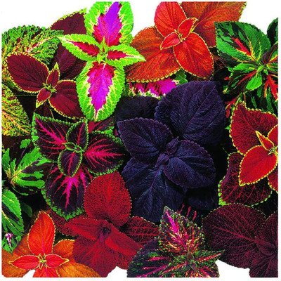 rmd Coleus Rainbow Mix Seed(21 per packet)