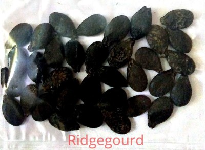 ActrovaX Ridge Gourd (Black) [400 Seeds] Seed(400 per packet)