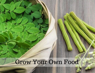 VibeX Moringa Seed(10 per packet)