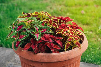 Paudha Coleus Rainbow Mix Seed(11 per packet)