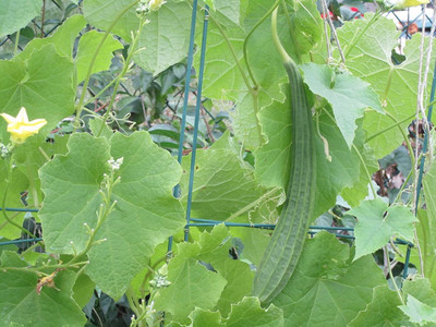 VibeX Ridge-Sponge-Gourd Seed(5 per packet)