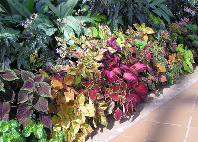 XOLDA Coleus Rainbow Mix Seed(15 per packet)
