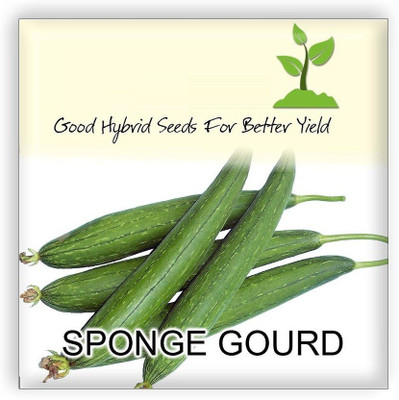 Qualtivate ™ Sponge Gourd/Gilki/Chikni Turai Seeds Seed(125 per packet)