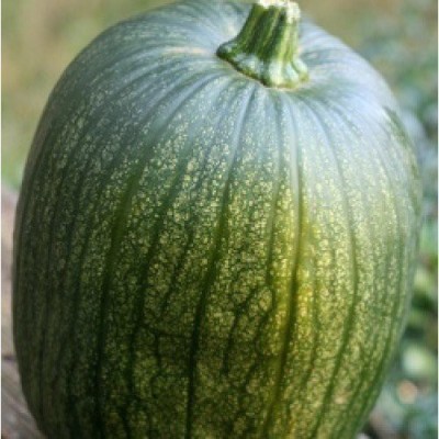 Qualtivate ™ PUMPKIN 406 HYBRID VARIETY Seed(30 per packet)