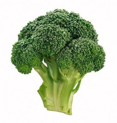 WILLVINE Broccoli Seed(1000 per packet)