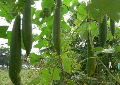 VibeX Ridge-Sponge-Gourd Seed(15 per packet)