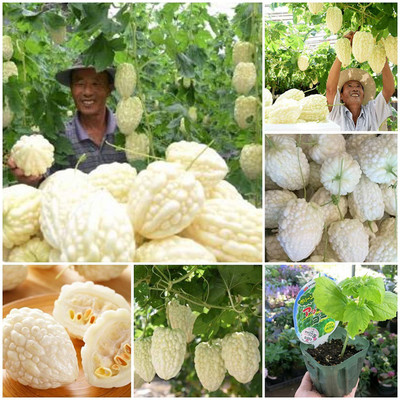 VibeX Bitter Gourd Seed(150 per packet)