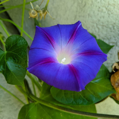 Paudha Morning Glory Seed(11 per packet)