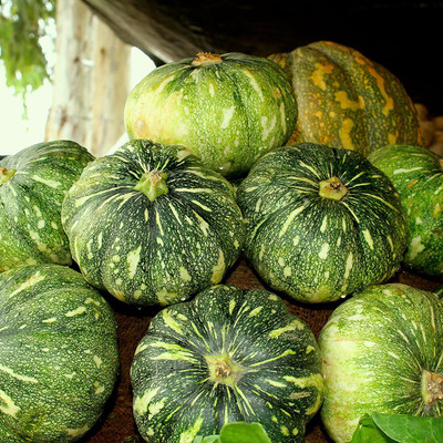 VibeX Pumpkin Seed(20 per packet)
