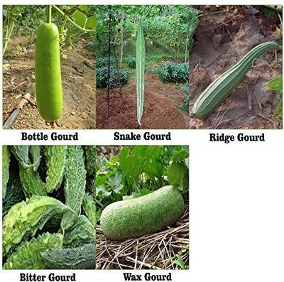 VibeX Bottle Gourd Seed(20 per packet)