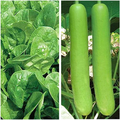 WILLVINE Hybrid Palak Spinach & Lauki Bottle Gourd Seeds Combo Seed(50 per packet)