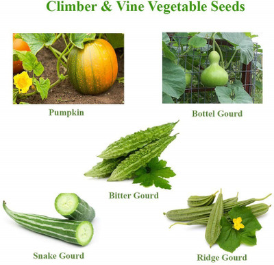 VibeX Bitter Gourd Seed(5 per packet)