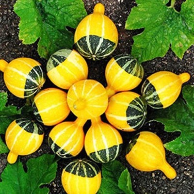 ActrovaX Chinese Pumpkin [100 Seeds] Seed(100 per packet)