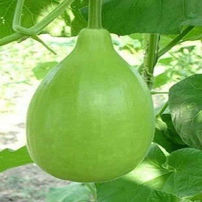 VibeX Bottle Gourd Seed(20 per packet)