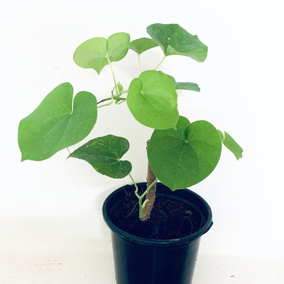 AquinnahGaden Giloy Plant(Hybrid, Pack of 1)