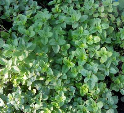 CYBEXIS XL-46 - Oregano - Italian- - (450 Seeds) Seed(450 per packet)