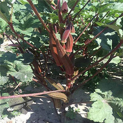 Biosnyg Red Burdy Okra Shakti Abelmoschus Esculentus Vegetable-500 x 2500 Seeds Seed(2500 per packet)