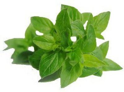 VibeX Oregano Seed(500 per packet)