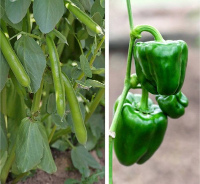 sporos Cluster Beans,Capsicum Seed(20 per packet)