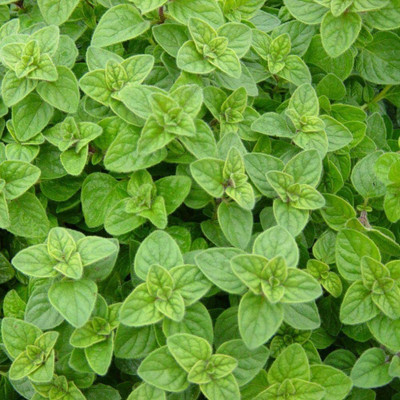 VibeX Oregano Seed(250 per packet)