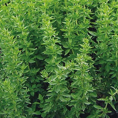 VibeX Oregano Seed(250 per packet)