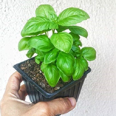 Biosnyg Herb Sweet Basil F1 Hybrid Seeds 5gm Seeds Seed(5 g)