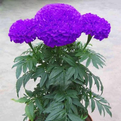 Biosnyg Purple Blue Marigold Flower Plant Seeds 200 Seeds Seed(200 per packet)