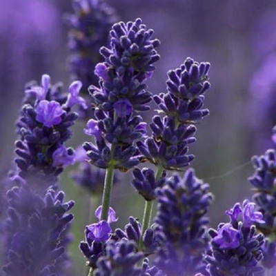 WILLVINE ™Seeds Lavender Blue Flower herb Seed(1000 per packet)