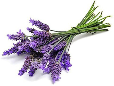 VibeX Lavender Seed(75 per packet)