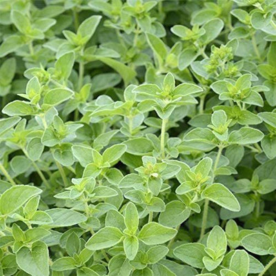 WILLVINE ™Oregano 'Margeritha' Common Bushy Intense Aromatic-100 x Seeds Seed(1000 per packet)