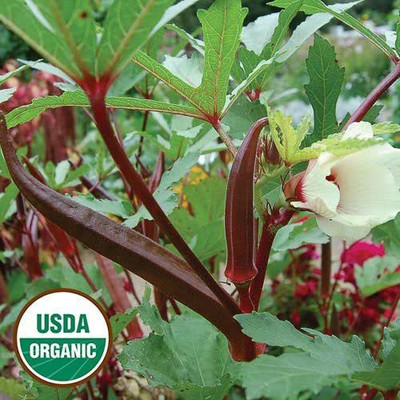CYBEXIS PUAS-77 - Burgundy Red Okra - (1350 Seeds) Seed(1350 per packet)