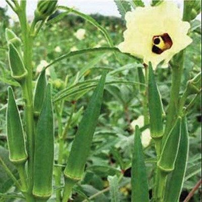 Biosnyg Lady Finger Seeds for Planting/Okra/Bhendi-1000 x Seeds 5000 Seeds Seed(5000 per packet)