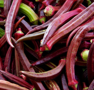 VibeX PUAS-94 - Red Burgundy Okra - (1350 Seeds) Seed(1350 per packet)