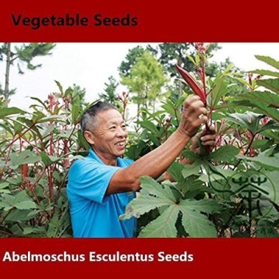 Biosnyg Seeds of Red Burgundy Okra - Abelmoschus Esculentus-200 x Seeds 1000 Seeds Seed(1000 per packet)