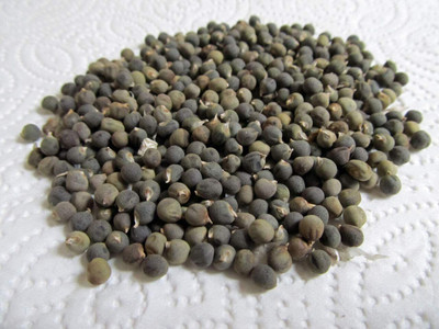 Biosnyg Okra Seeds Abelmoschus Moschatus Seed Organic -500 x Seeds 2500 Seeds Seed(2500 per packet)