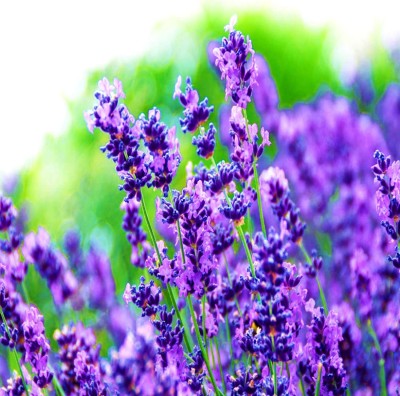 Biosnyg Lavender Organic Herb Seeds F1 Hybrid 100 Seeds Seed(100 per packet)