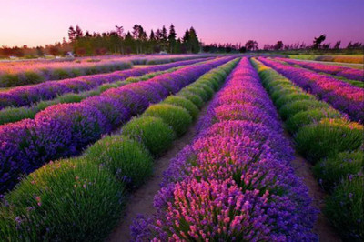 Biosnyg Lavender Very Fragrant Seeds 50 Seeds Seed(50 per packet)