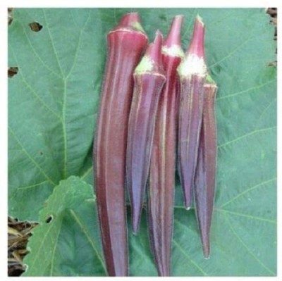 Biosnyg Red Burgundy Okra - Abelmoschus Esculentus-100gm x Seeds 100gm Seeds Seed(100 g)