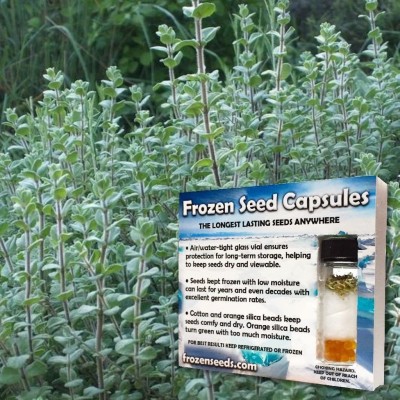 CYBEXIS HUA-48 - Italian Oregano - (150 Seeds) Seed(150 per packet)