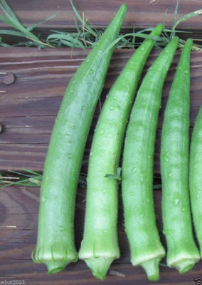 CYBEXIS VXI-87 - Nombo Giant Philippine Okra - (450 Seeds) Seed(450 per packet)