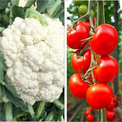 sporos Cauliflower,Tomato Seed(20 per packet)