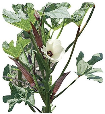 ActrovaX F1 Hybrid Red Okra[50gm Seeds] Seed(50 g)