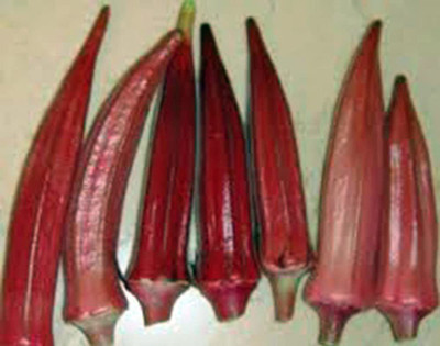Farmonix Z587_G_Okra Seed, Red Burgandy, Heirloom Seed(80 per packet)