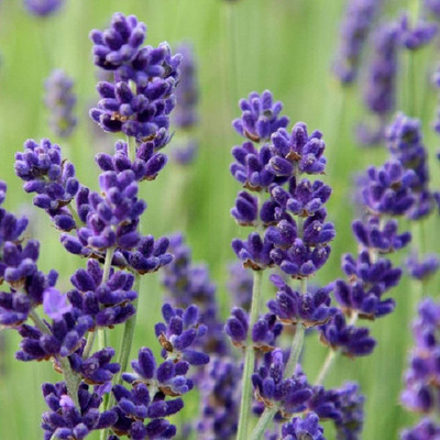 WILLVINE ™Lavender - Lavendula ANGUSTIFOLIA - HIDCOTE Blue Seed(1000 per packet)