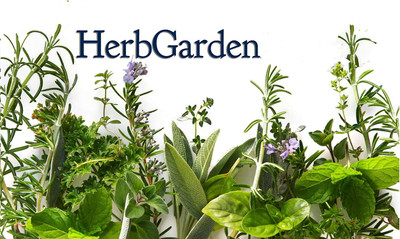 WILLVINE Combo of 4 Herb Seeds - Basil, Rosemary, Oregano and Thyme Seed(1000 per packet)