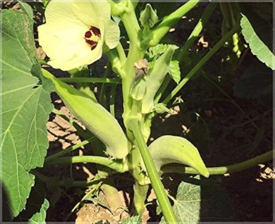 ActrovaX Silver Queen Okra/Ladies Finger/Bhindi Organic Heirloom Vegetable[500 Seeds] Seed(500 per packet)