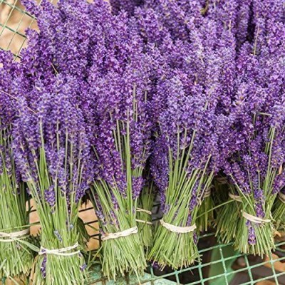 Biosnyg Lavender Seeds Rare Flower Seeds DIY Home Garden Plant Easy to Grow 125 Seeds Seed(125 per packet)