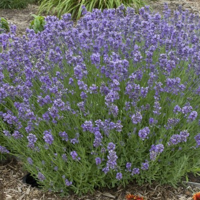 Biosnyg Lavender Munstead Dwarf Seeds - Lavandula Angustifolia 50 Seeds Seed(50 per packet)